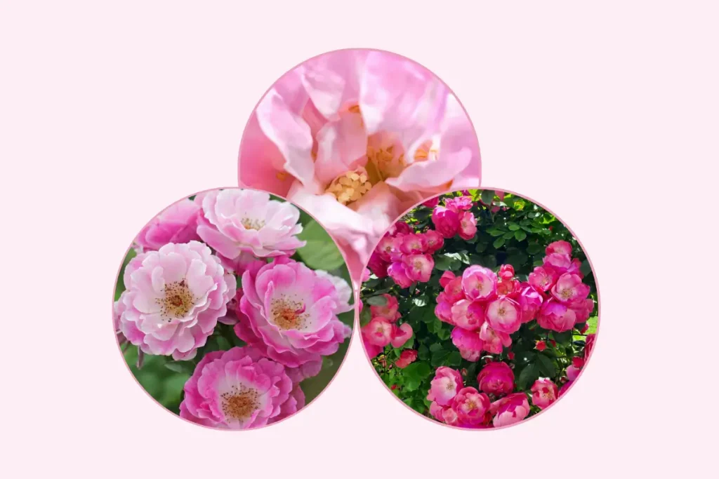 fresh damask rose flower from iran used for rose essential oil extraction