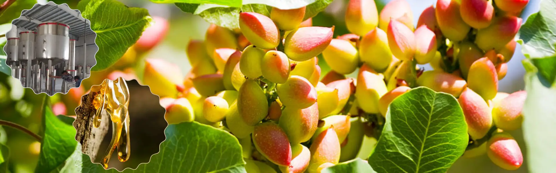 Image of an Iranian pistachio tree with ripe pistachios, resin collected from the bark, and the process of natural essential oil extraction, highlighting export potential to global markets, especially USA and Europe